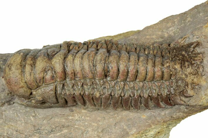 Colorful Crotalocephalina Trilobite - Atchana, Morocco #331018